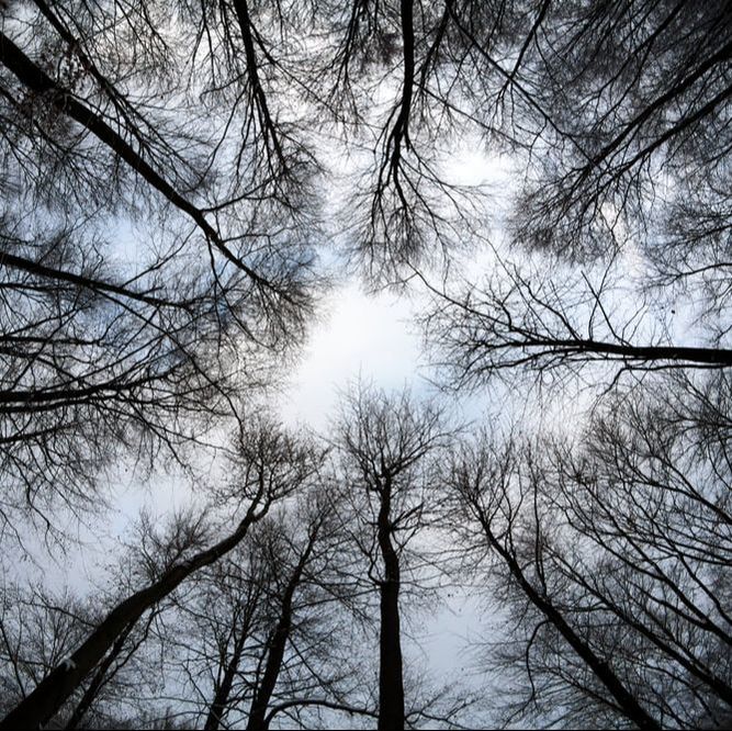 Treetops through fisheye lens